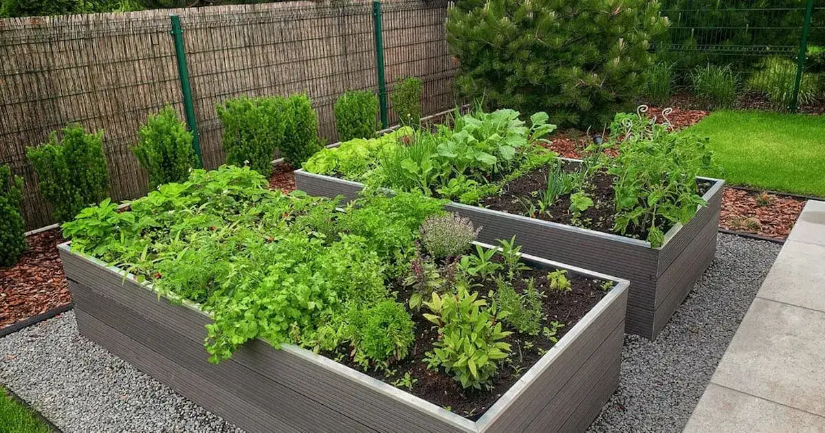 Jakie warzywa można siać w czerwcu, by uniknąć nieudanych zbiorów?