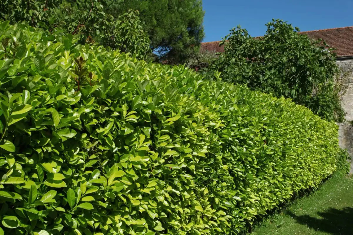 Alternatywy dla tui: Odkryj piękny i odporny żywopłot