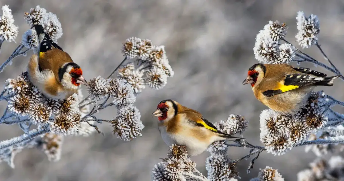 Jak rozpoznać ptaki zimujące w Polsce? Zdjęcia i porady