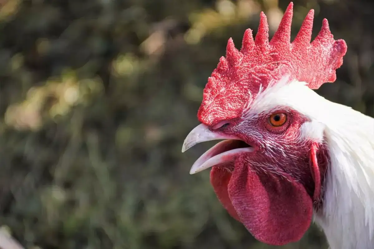 Biały kogut z czerwonym grzebieniem i dzwonkami, z otwartym dziobem. W tle zielona, rozmyta trawa. Ciekawi go, ile rośnie kurczak z wolnego wybiegu.