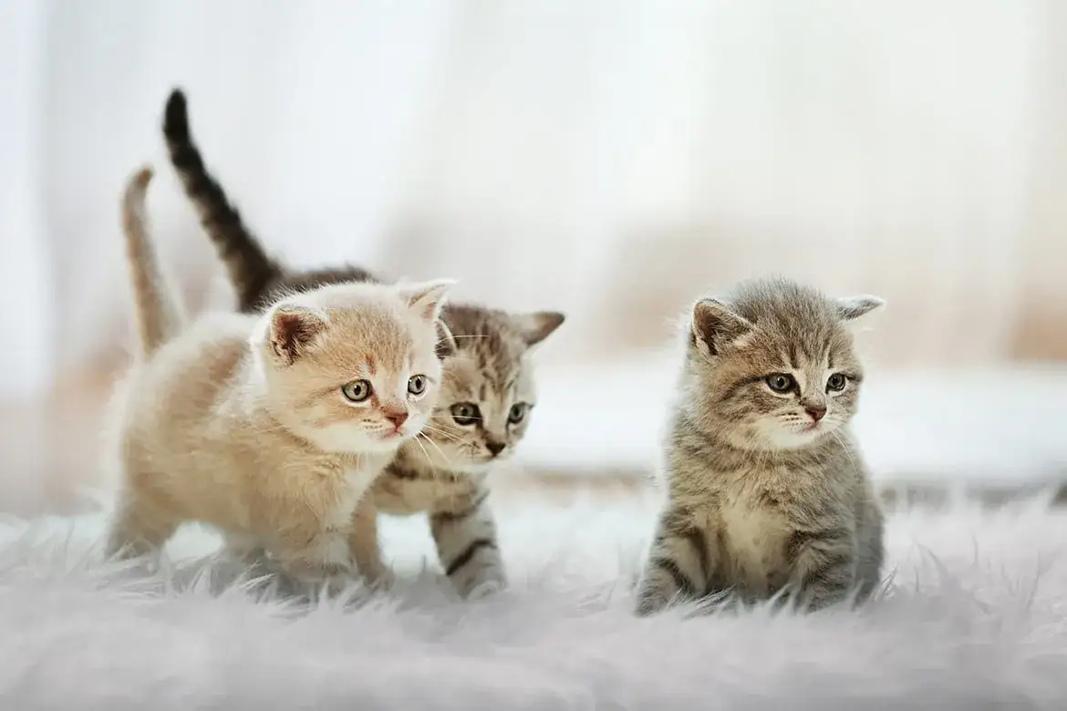 Kiedy małe kotki otwierają oczy? Sprawdź, co może niepokoić