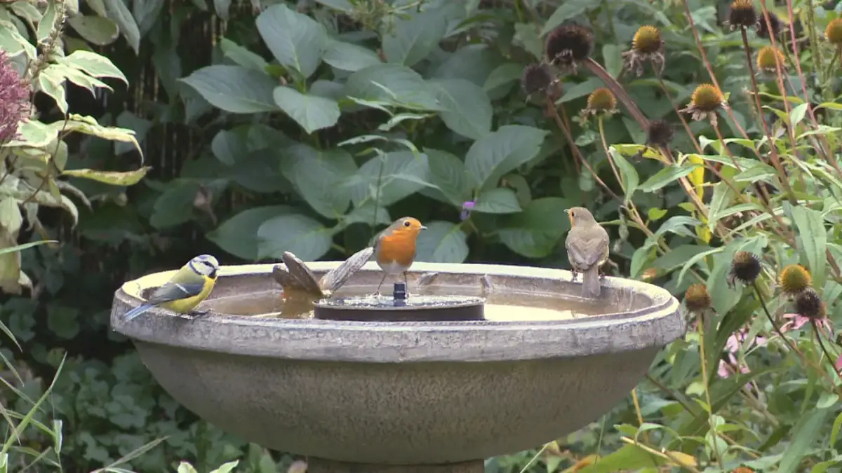 Poidełko dla ptaków: Jak pomóc im bezpiecznie przetrwać upały?