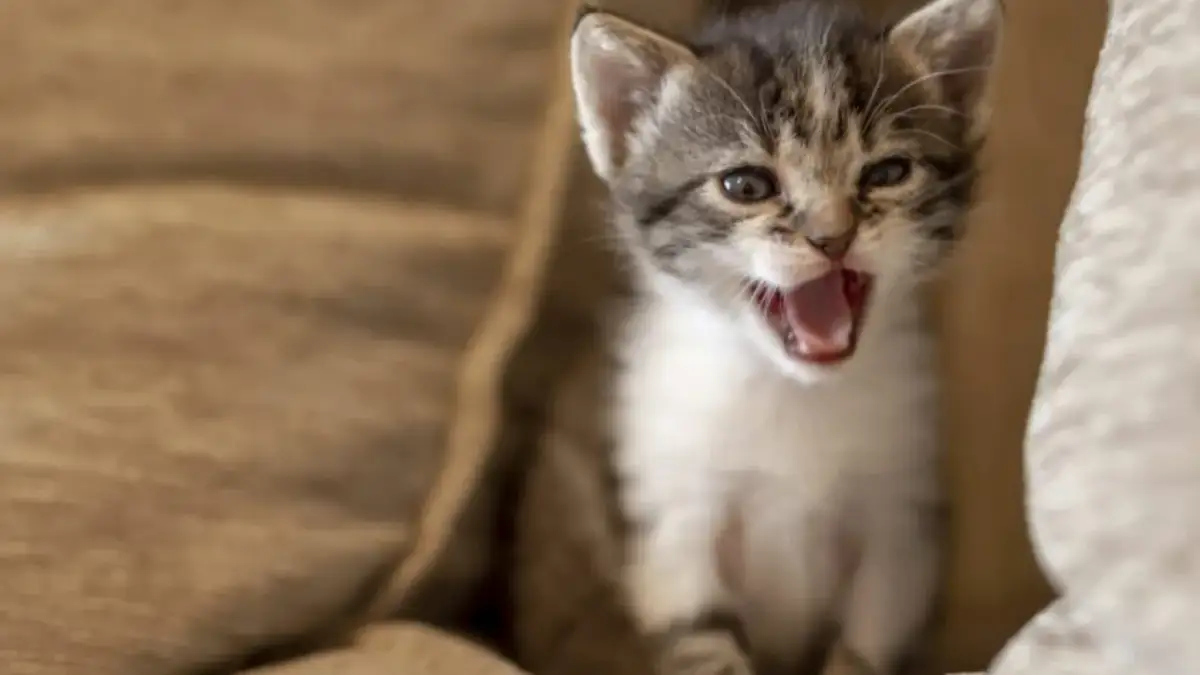 Por qué maullan los gatos y qué significan sus maullidos emocionales