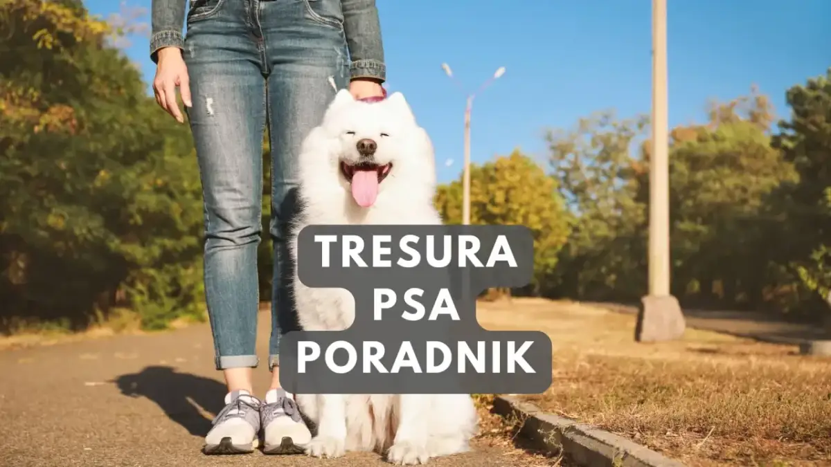 Szczęśliwy biały pies siedzi obok właściciela. Poradnik jak tresować szczeniaka.