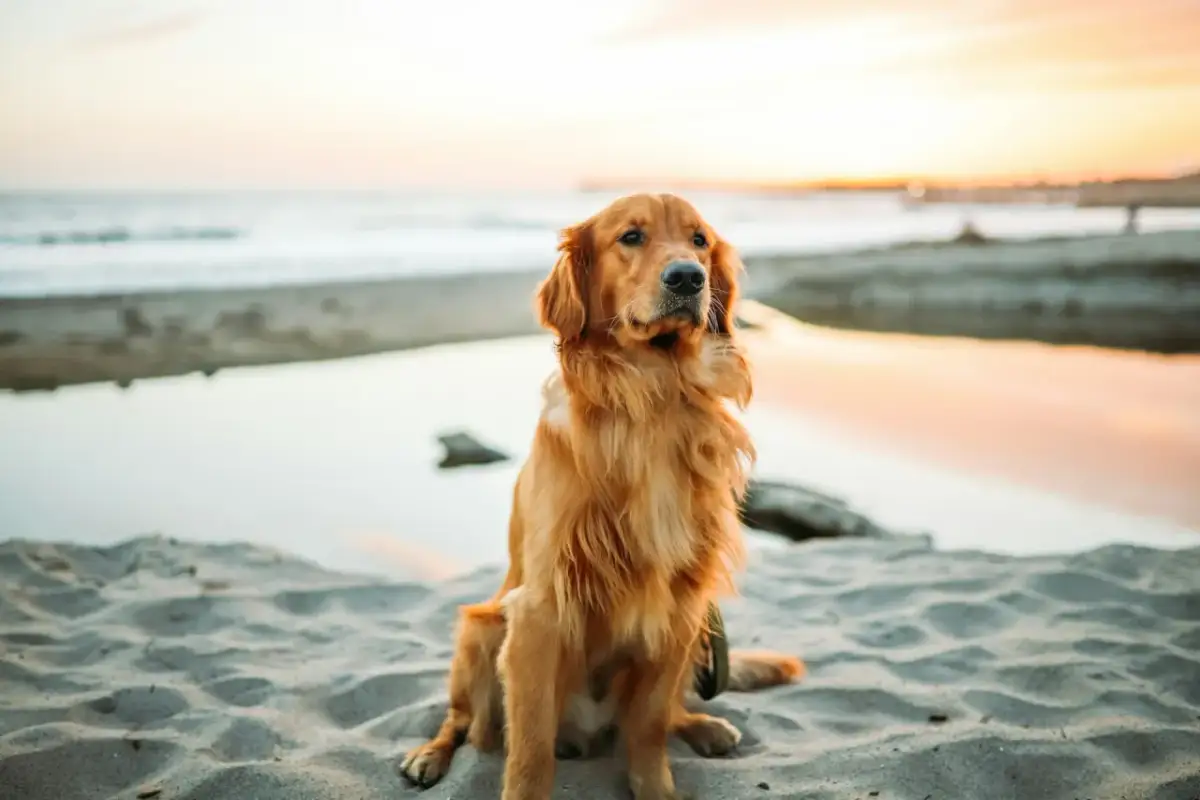 Złocisty golden retriever siedzi na plaży o zachodzie słońca, wpatrując się w morze.