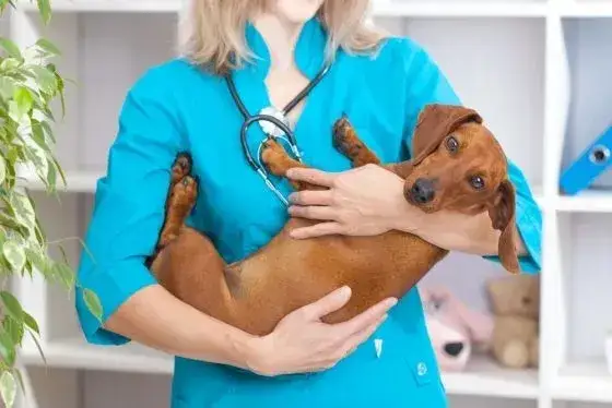Ile kosztuje weterynarz dla psa? Sprawdź ceny wizyt i usług