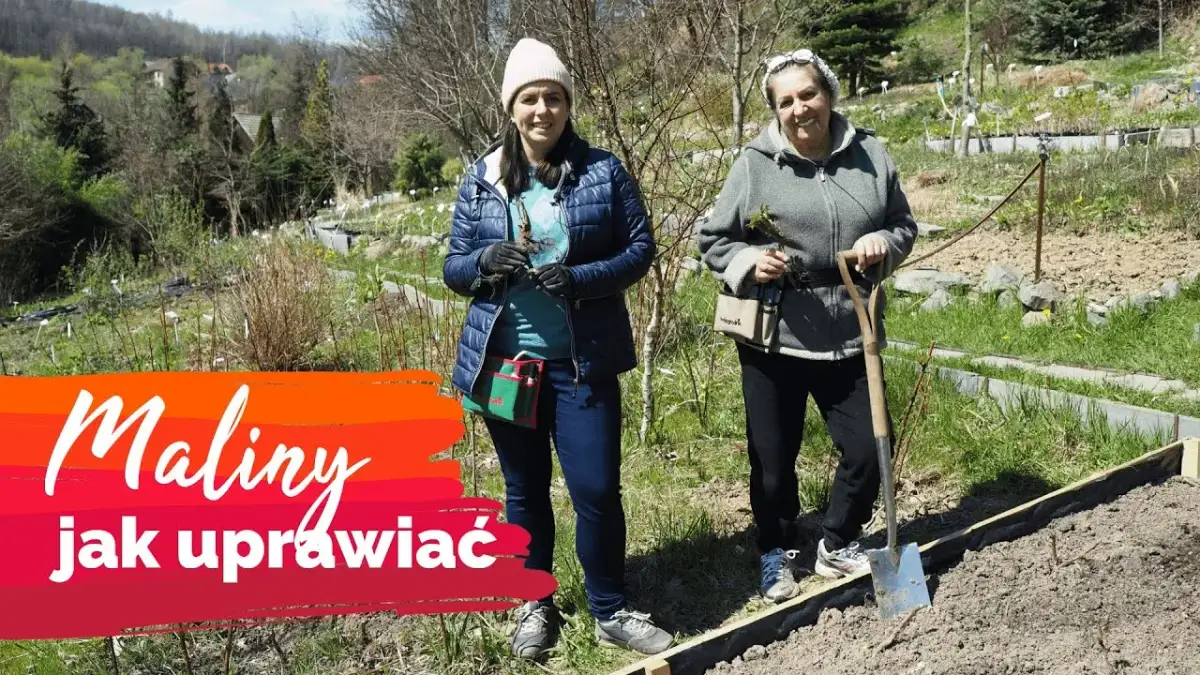 Jak uprawiać maliny - skuteczne metody, które przyniosą plony