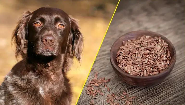 Czy pies może jeść siemię lniane? Sprawdź korzyści i ryzyko