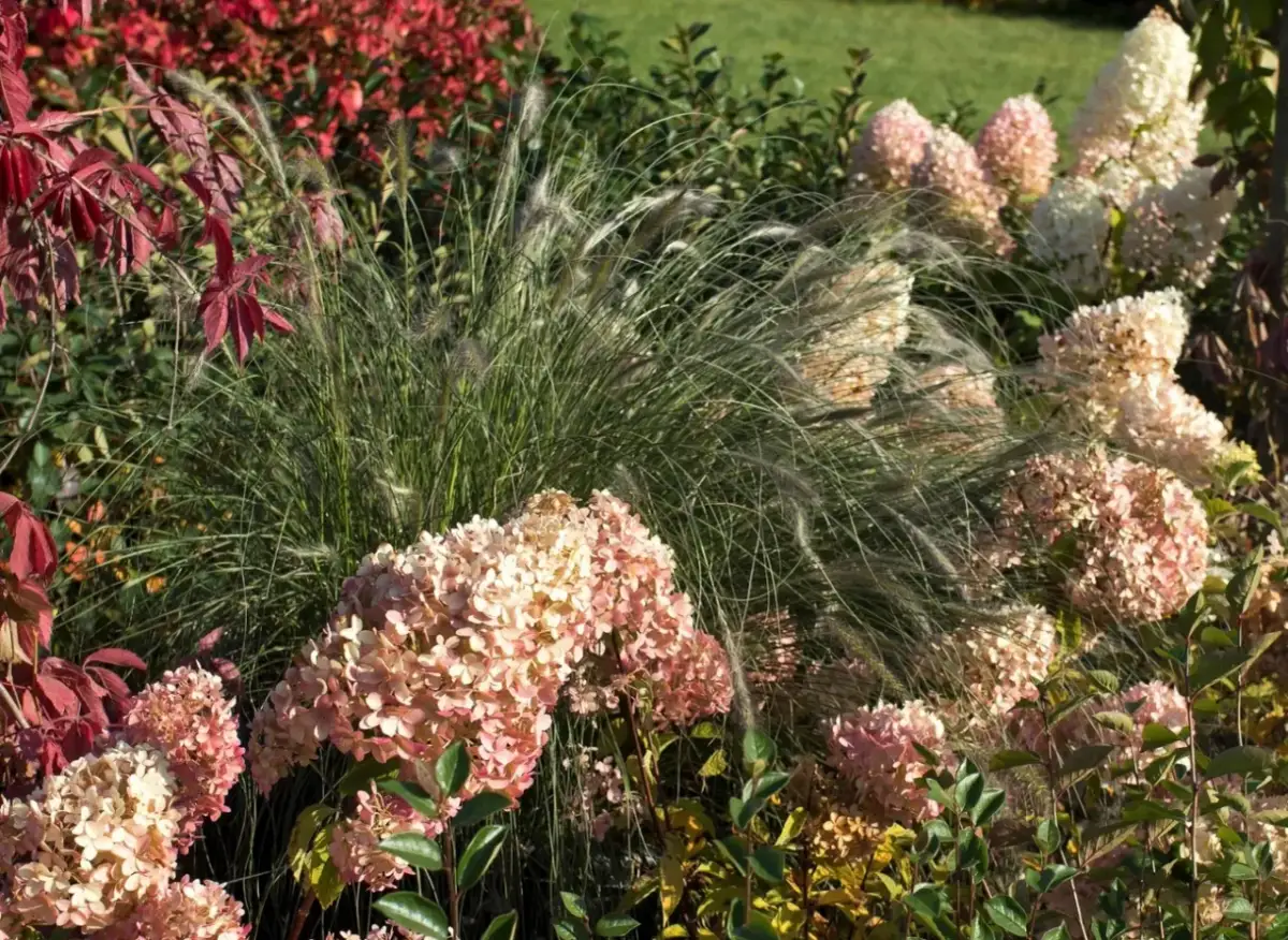 Z czym sadzić hortensje, aby stworzyć piękne kompozycje ogrodowe?