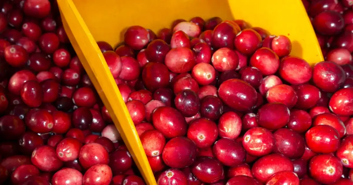 Czy pies może jeść żurawinę? Sprawdź, co musisz wiedzieć o ryzyku