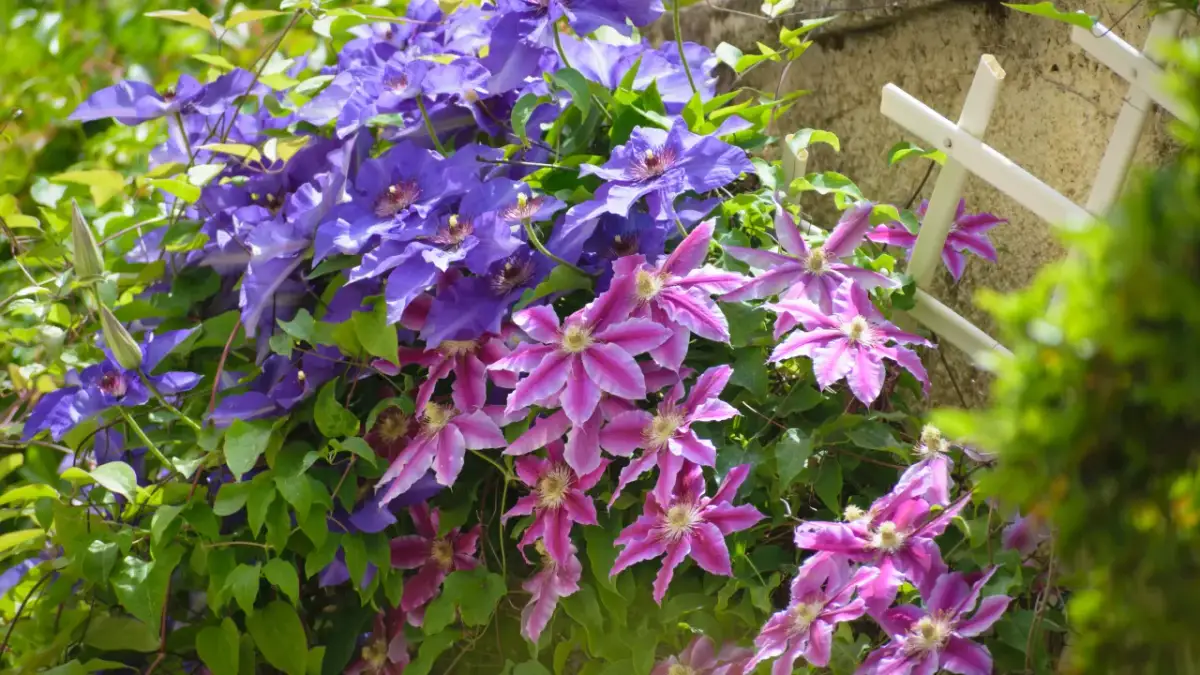 Clematis gdzie sadzić, aby uniknąć błędów w uprawie powojników