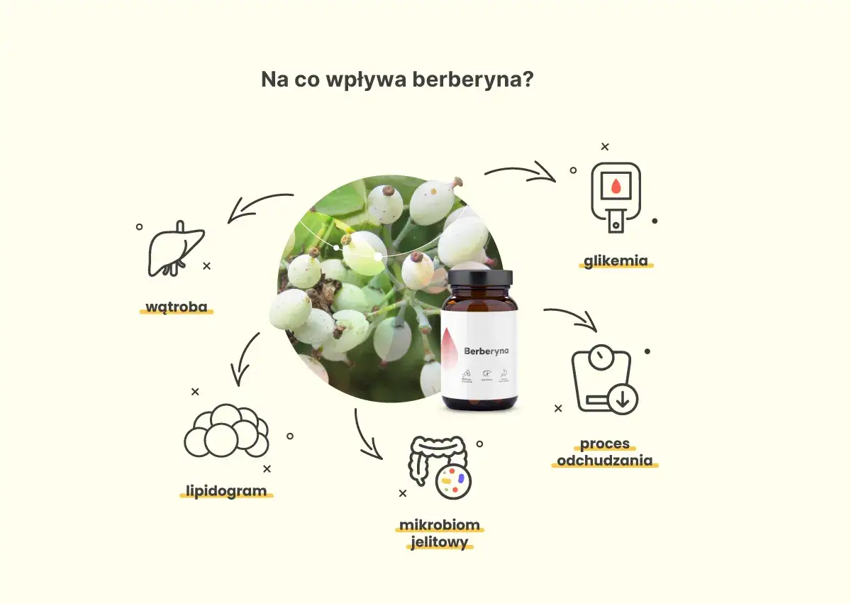 Berberyna wspiera proces odchudzania, reguluje glikemię, lipidogram i mikrobiom jelitowy, a także wpływa na wątrobę.