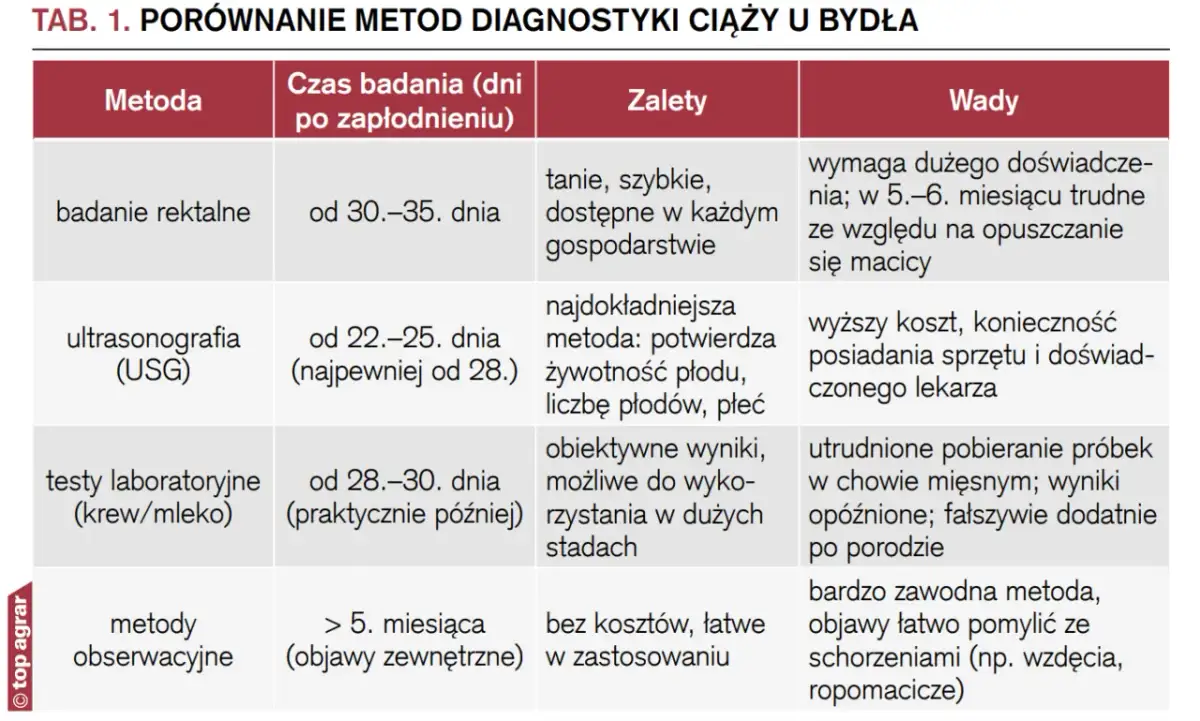 Jak obliczyć wiek ciąży? Poznaj metody i wybierz najdokładniejszą!