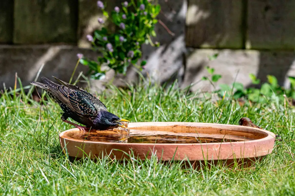 Woda dla ptaków latem: Ratunek w upał? Stwórz bezpieczne poidło!