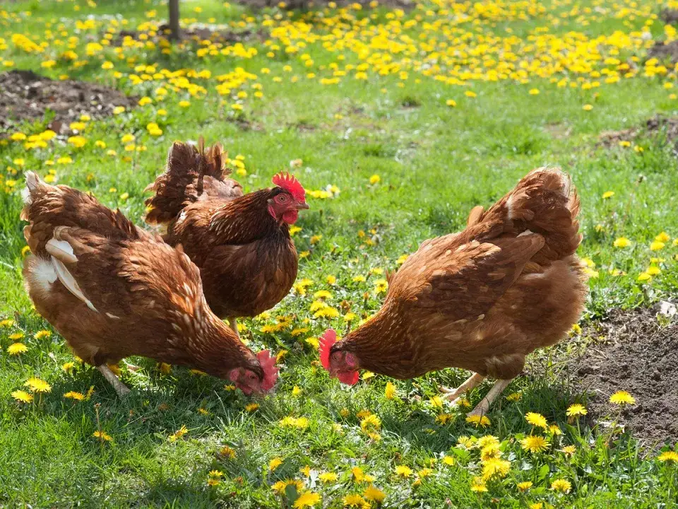 Czym odrobaczać kury, aby skutecznie zwalczyć pasożyty?