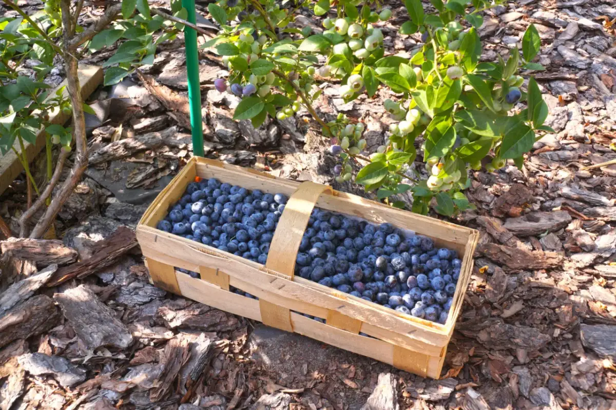 Jak uprawiać borówkę - uniknij najczęstszych błędów w pielęgnacji