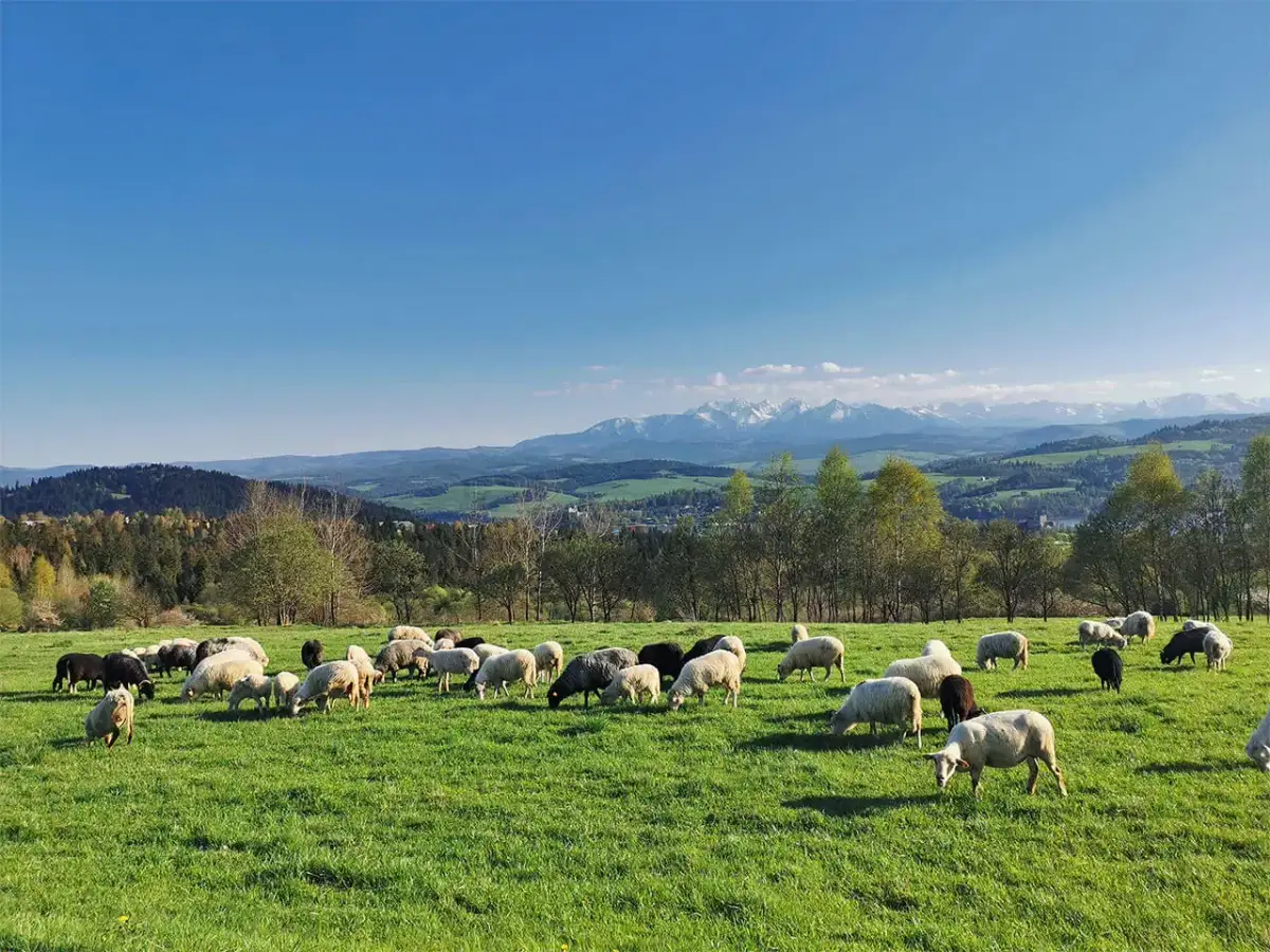 Bacówka Witów - Tradycyjne oscypki i wyjątkowe smaki Tatr