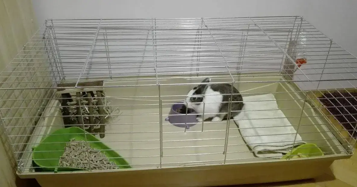 Czym wyścielić klatkę dla królika: 8 bezpiecznych materiałów