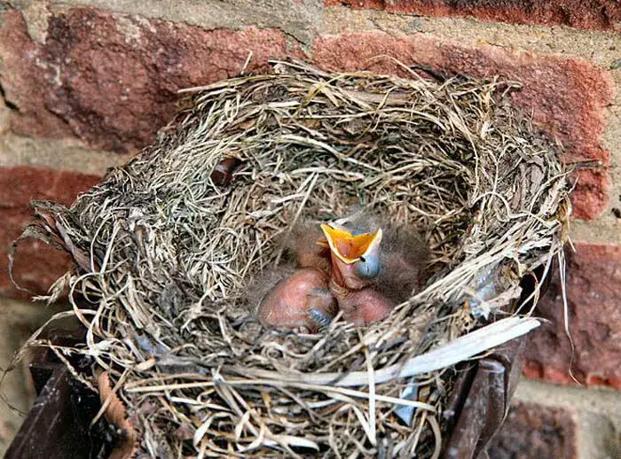 Czym karmić małego wróbla, aby zapewnić mu zdrowy rozwój?