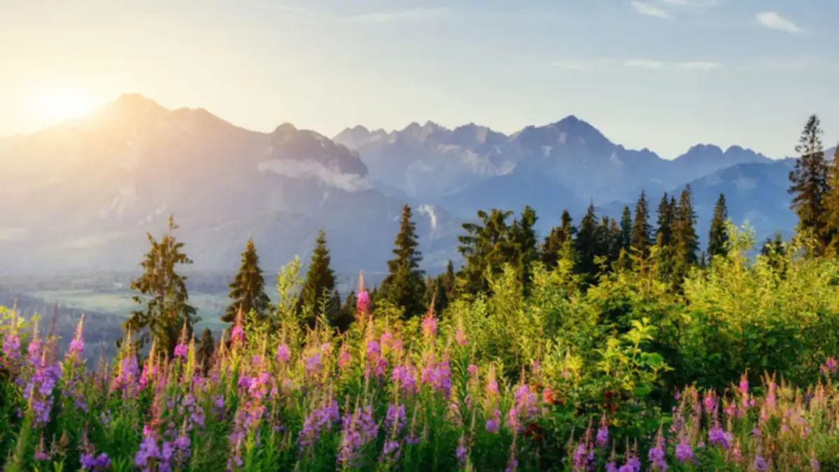 Gubałówka-Butorowy Wierch: Czy warto jest kupić bilet łączony?