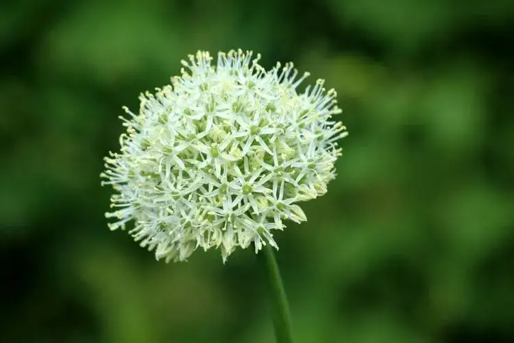 Kiedy siać czosnek z nasion, aby uniknąć nieudanych plonów?