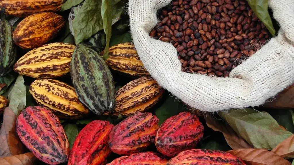 Jak powstaje kakao? Odkryj fascynującą drogę od ziarna do proszku
