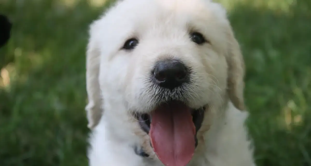 Jak działają krople na kleszcze dla psa i jak skutecznie je stosować