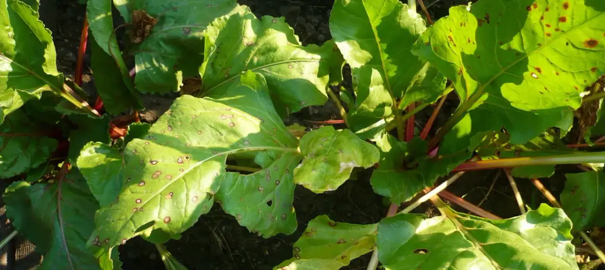 Co siać po burakach czerwonych, aby uniknąć chorób i szkodników?