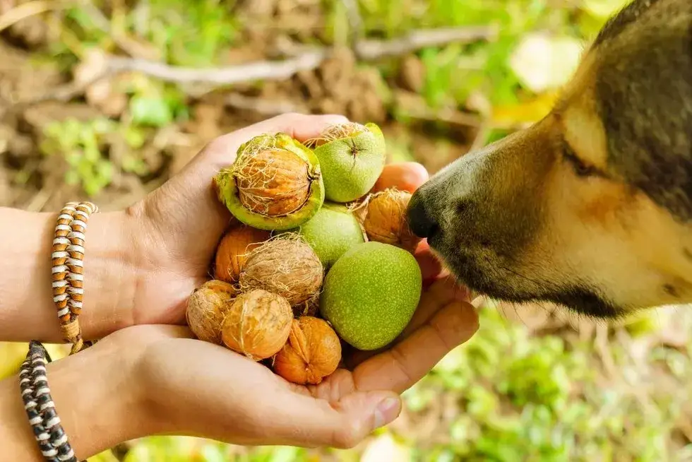 Orzechy włoskie dla psa: Czy na pewno wiesz, co podajesz?
