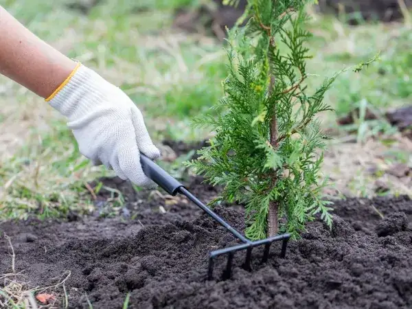 Jak często podlewać tuje po posadzeniu, aby uniknąć ich uschnięcia?