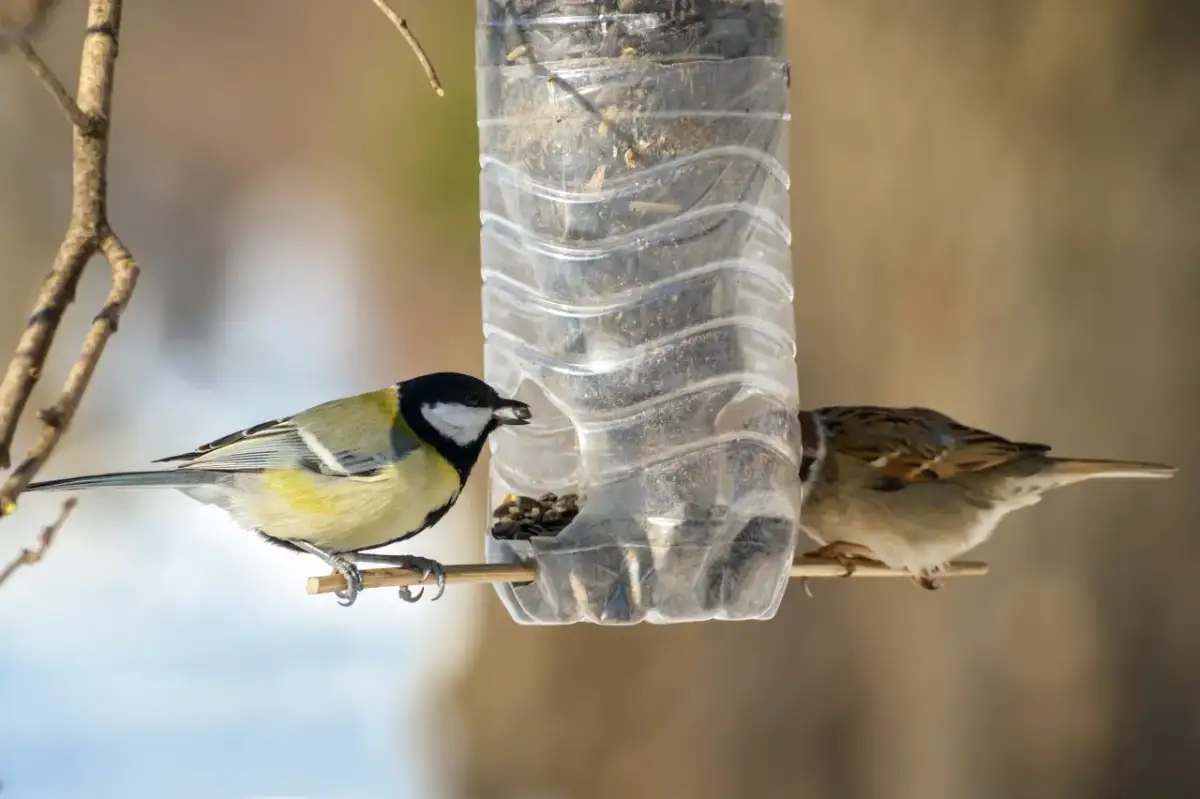 Sól zabija ptaki! Jaką słoninę wybrać do karmnika?