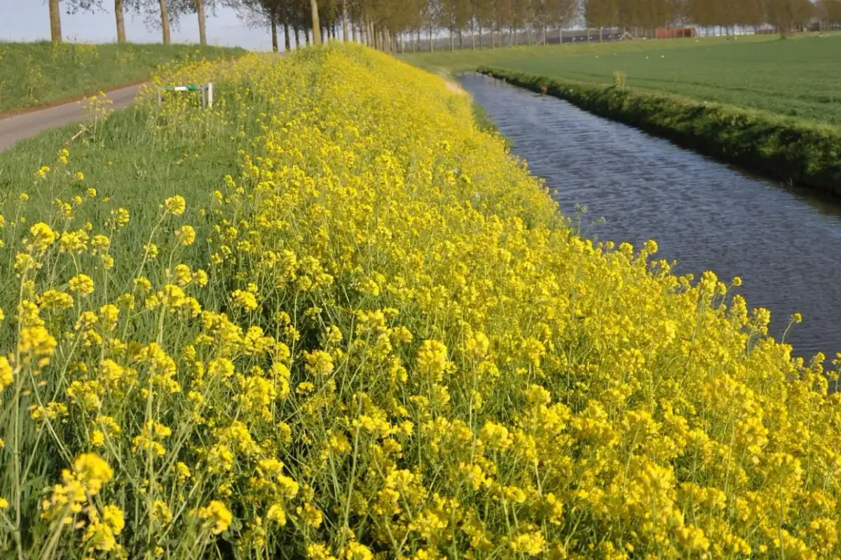 Kiedy siać gorczycę na nawóz zielony, by uniknąć błędów siewu