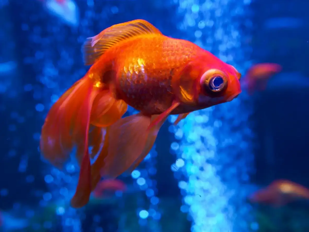 Akwarium 25l: Jakie ryby wybrać? Uniknij cierpienia!