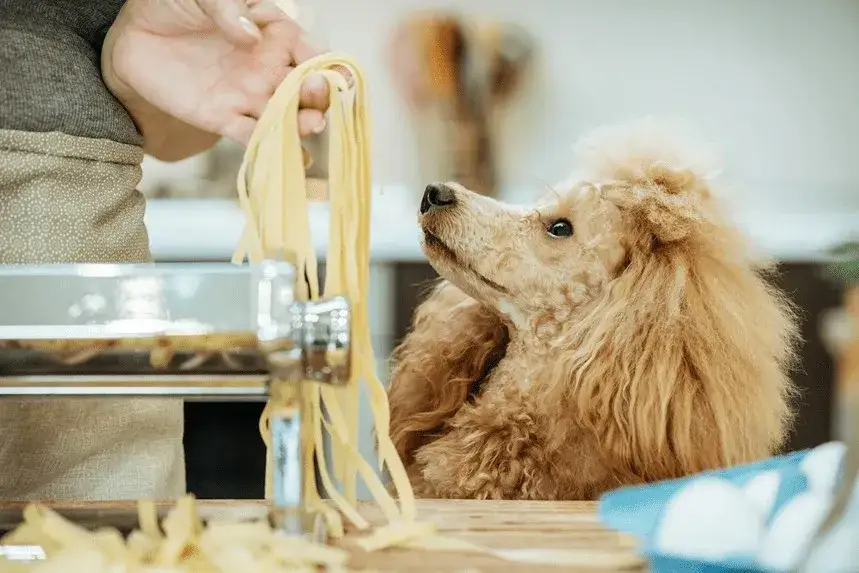 Czy pies może jeść mak? Poznaj fakty i zagrożenia dla zdrowia