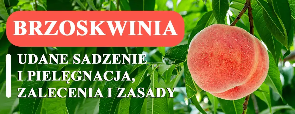 Kiedy sadzimy brzoskwinie, aby uniknąć mrozu i zapewnić wzrost