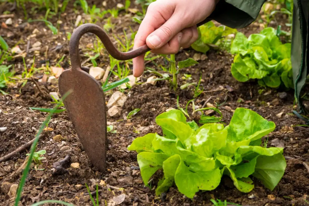 Kiedy siać sałatę na zbiór jesienny, by uniknąć przymrozków