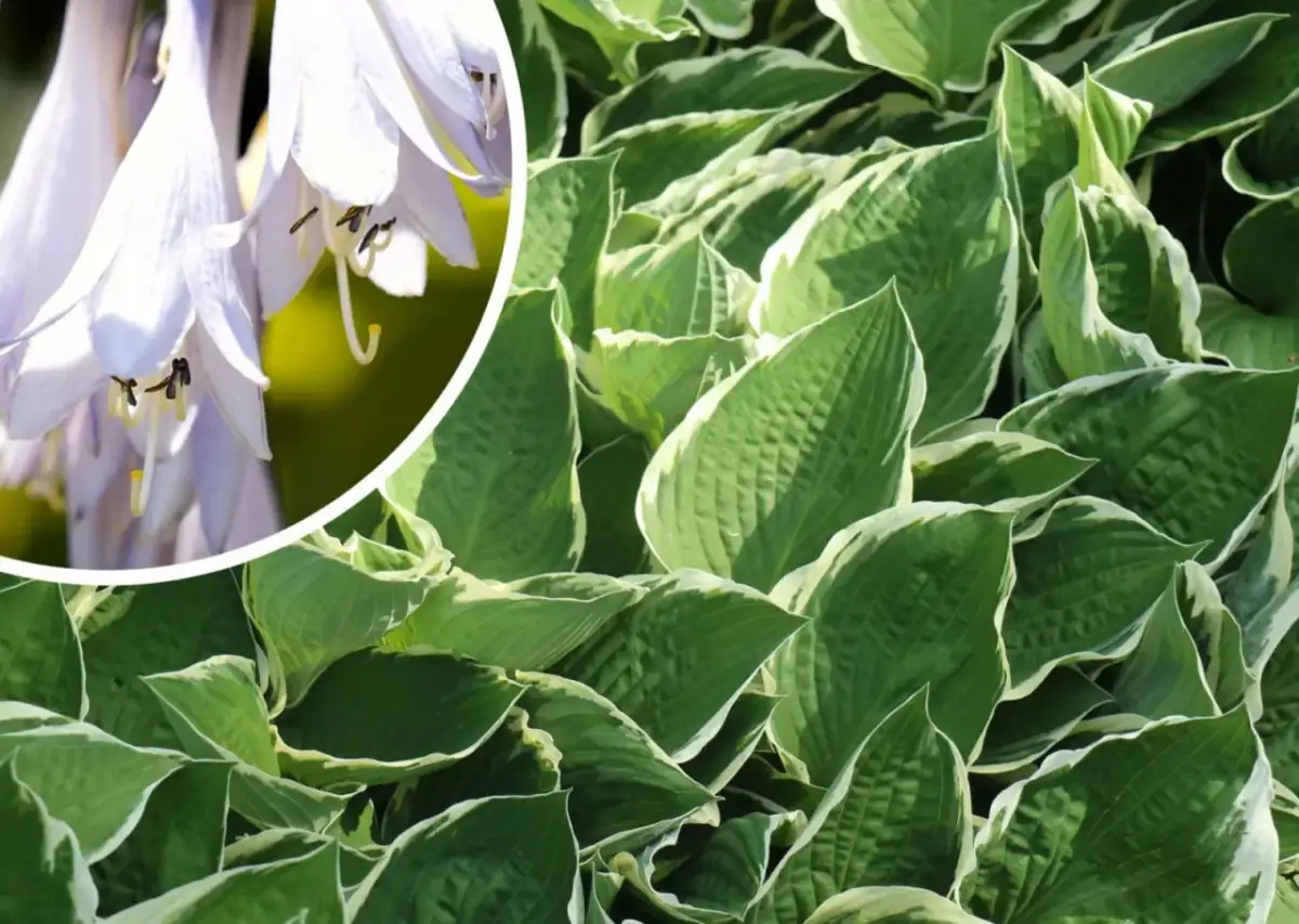 Jaki nawóz do funkii? Oto, co musisz wiedzieć, aby uniknąć błędów