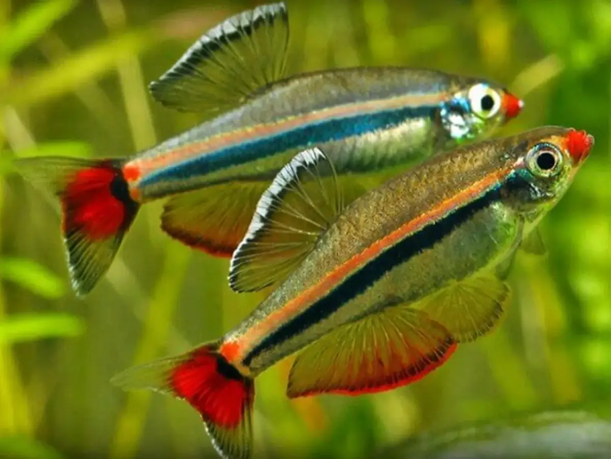 Kardynałki: Gdzie kupić? Sklepy, online i przepis na domowe!