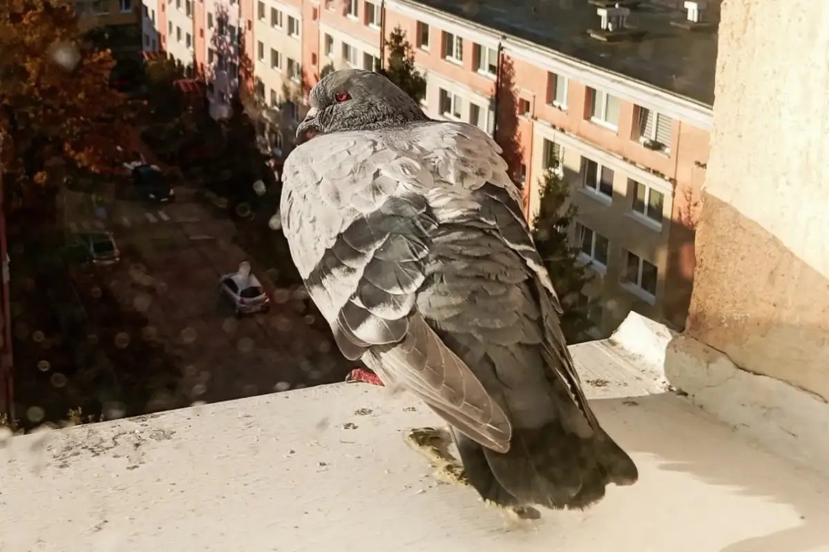 Gołąb na parapecie balkonu. Zastanawiasz się, jak odstraszyć gołębie z balkonu? Ten ptak może być problemem.