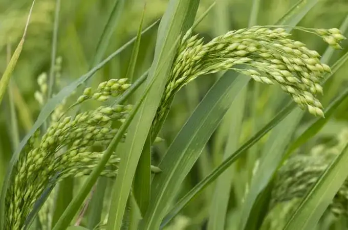 Kasza jaglana z jakiego zboża pochodzi? Odkryj jej właściwości