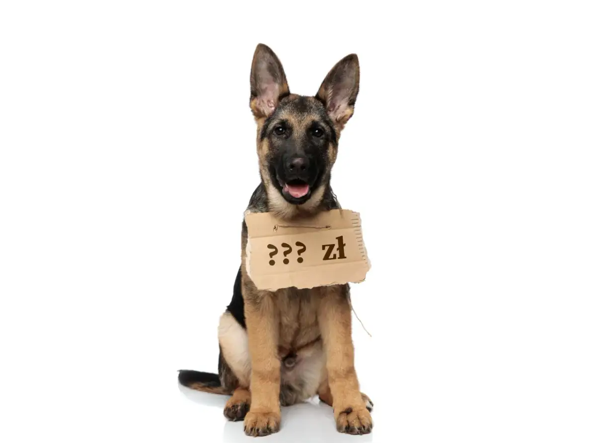 Uroczy szczeniak owczarka niemieckiego z tabliczką "??? zł" zastanawia się, ile kosztuje jego adopcja.