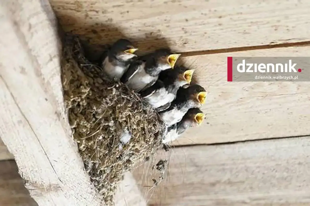 Gniazdo jaskółki: Kary do 9500 zł i więzienie? Jak się chronić?