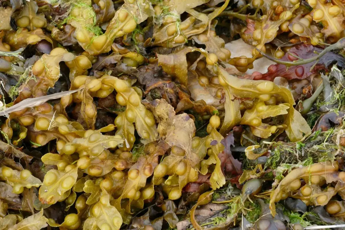 Morszczyn pęcherzykowaty, z pęcherzykami powietrza, może wywołać skutki uboczne.