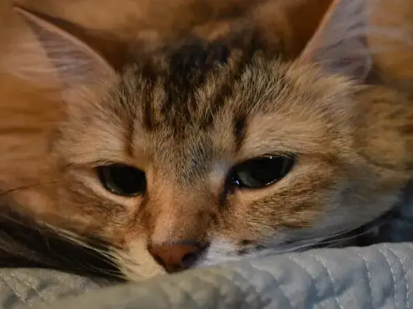 ¿Por qué lloran los gatos? Entiende su llanto y lo que significa