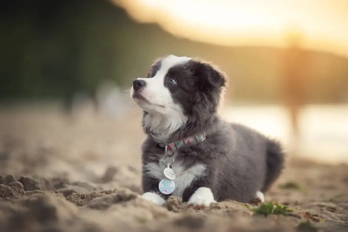 Kiedy szczeniak może opuścić matkę? Wiek, który decyduje o wszystkim.