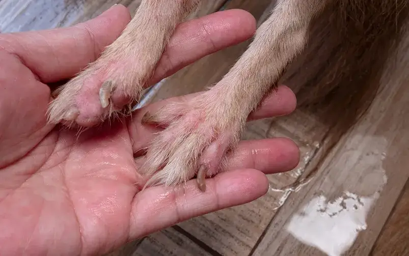 Alergia na roztocza u psa: objawy, diagnoza i jak pomóc?