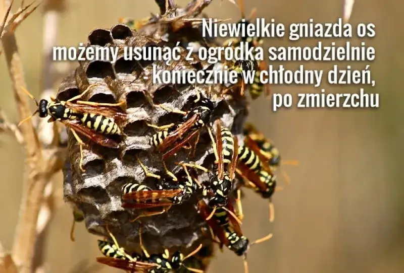 Jak pozbyć się os z ogrodu? Skuteczne i bezpieczne metody