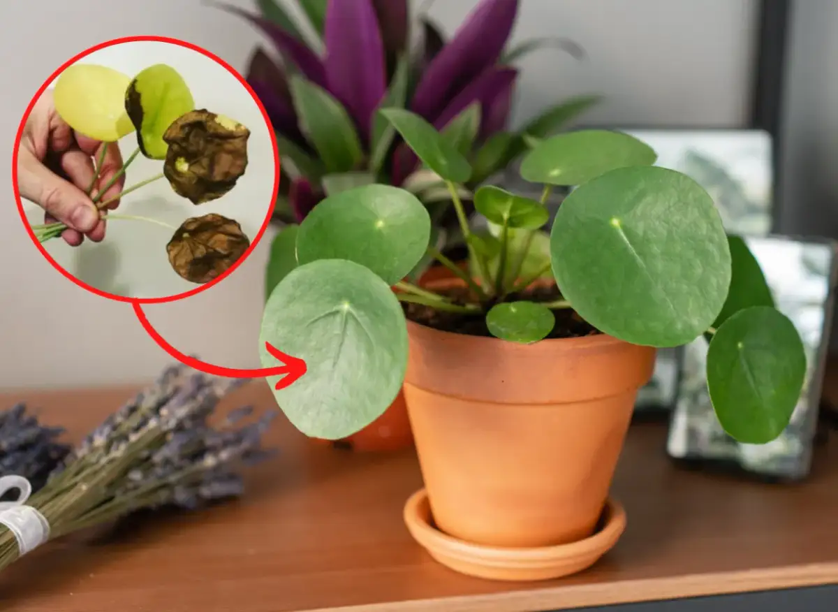 Pieniążek kwitnie? Jak sprawić, by Twój kwiat zakwitł