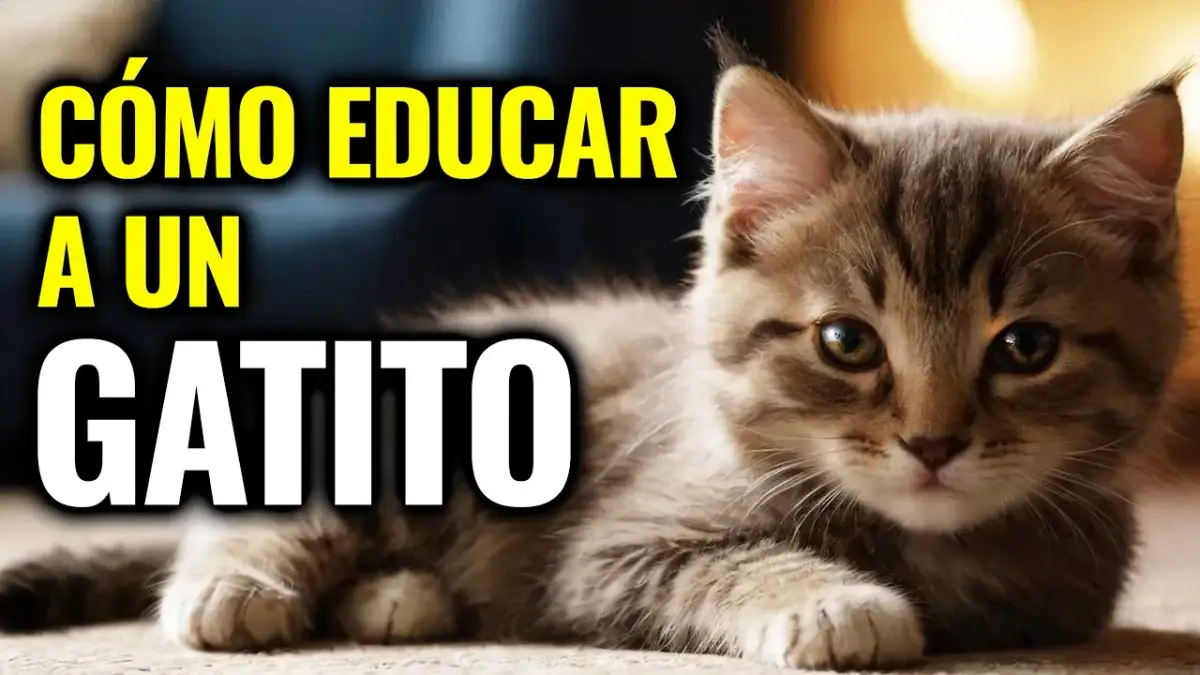 Cómo educar a un gato: métodos efectivos para un comportamiento ideal