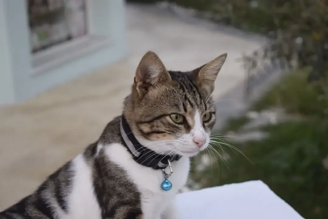 Jaka obroża dla kota zapewni bezpieczeństwo i komfort?